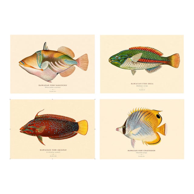 Atelier Aria Lumae Albert Baldwin 1903 Hawaiian Fish Natural History Gallery Board Set For Sale