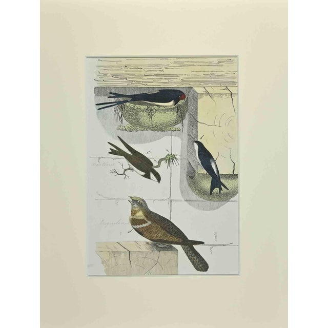 Johann Friedrich Naumann, Swallows, Etching, 1840 For Sale