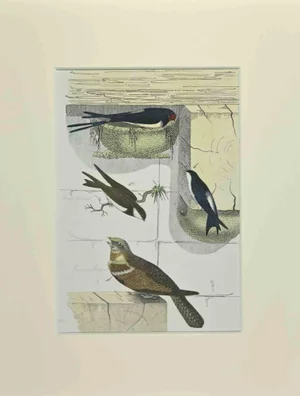 Johann Friedrich Naumann, Swallows, Etching, 1840