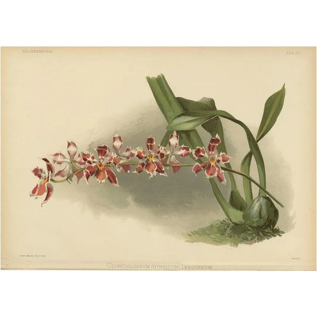 Henry Moon, Orchid Odontoglossum Hybridum Leroyanum, 1888, Paper For Sale - Image 10 of 10
