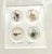 Nautical Square Drawing “Four Shells” - Artist Signed as J.England For Sale - Image 4 of 4