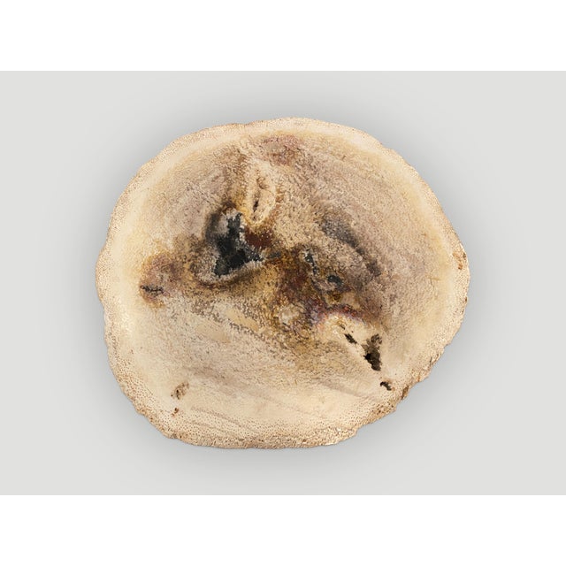 Andrianna Shamaris Rare Palm Petrified Wood Slab For Sale - Image 4 of 5