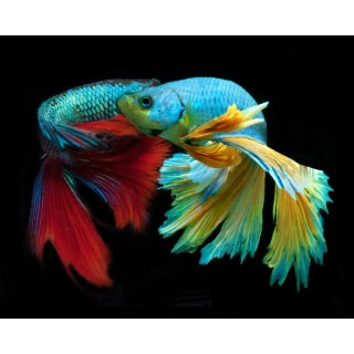 Betta 95 Color Photograph For Sale