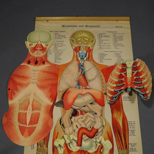Early 20th Century Antique Foldable Anatomical Wall Chart Depicting Human Musculature For Sale - Image 5 of 10