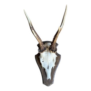 Roe Deer Trophy 155 Black Forest Antlers Mount For Sale