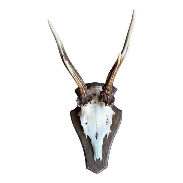 Roe Deer Trophy 155 Black Forest Antlers Mount For Sale