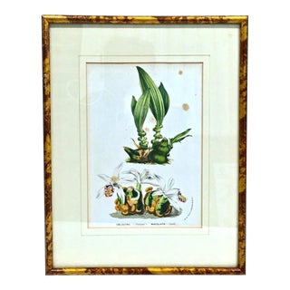 Antique Orchid Botanical Engraving For Sale
