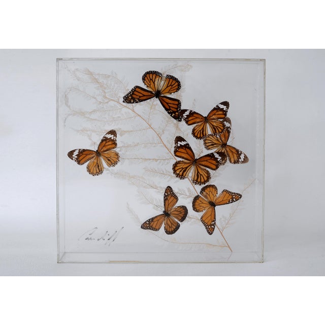 Unique signed vintage butterfly taxidermy acrylic shadow box featuring a group of 7 monarchs floating in front of a...