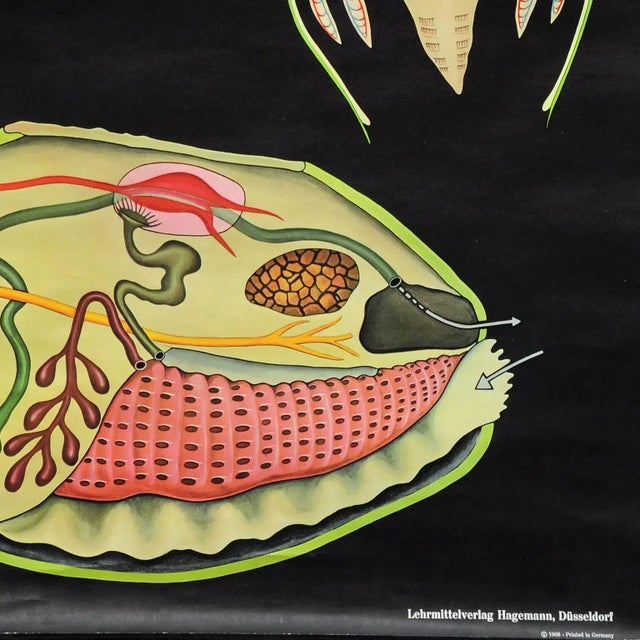 Textile River Mussel Maritime Decorative Wall Chart Art Print by Jung Koch Quentell For Sale - Image 7 of 8