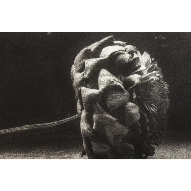 John Stewart - Rose and Artichoke, 1992 Signed Gelatin Silver Print Contemporary For Sale In Detroit - Image 6 of 6