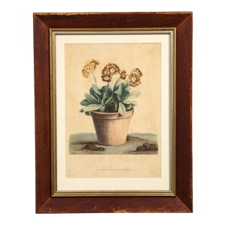 Early 19th Century Potted Auricula Engraving by Jean-Louis Prévost in Pine Frame For Sale