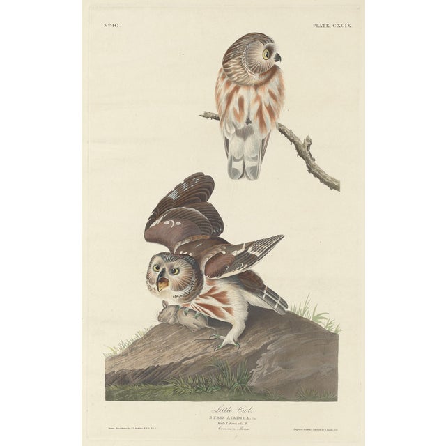 Slate Gray Vintage Reproductions 1966 John James Audubon Bird Prints Featuring Owls - Collection of 4 For Sale - Image 8 of 9