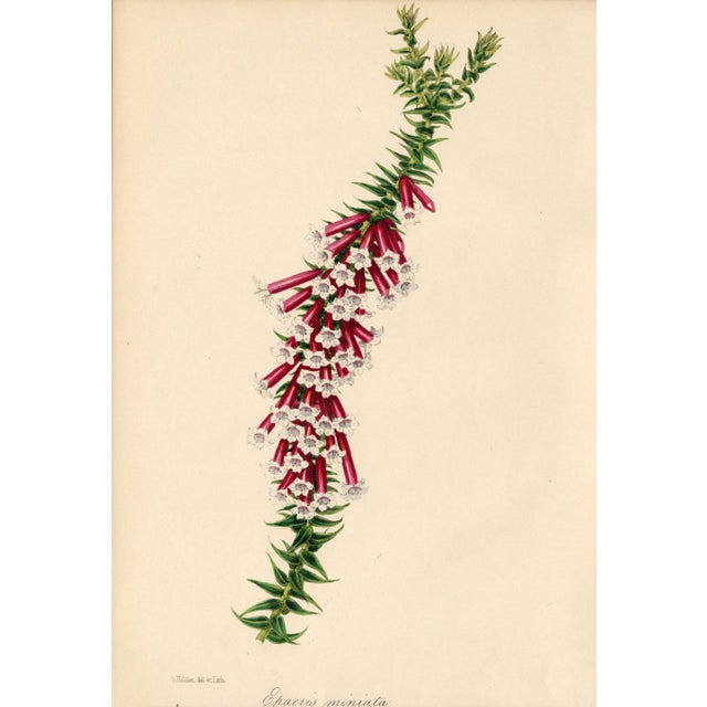 Collection of Sixteen Hand-Colored Botanical Prints by Sir Joseph Paxton, England, Circa 1850 For Sale - Image 15 of 17