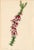 Collection of Sixteen Hand-Colored Botanical Prints by Sir Joseph Paxton, England, Circa 1850 For Sale - Image 15 of 17