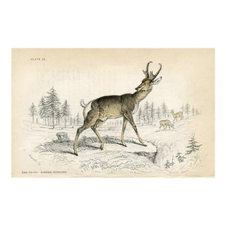 1840s, Antelope Print, Original Antique Mammal Engraving, Hand Colored, England For Sale