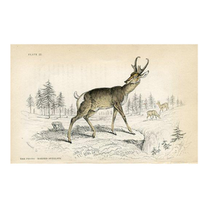 1840s, Antelope Print, Original Antique Mammal Engraving, Hand Colored, England