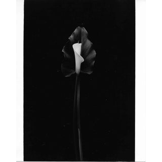 Calla Lily Black and White Photograph by Garo 1980s For Sale