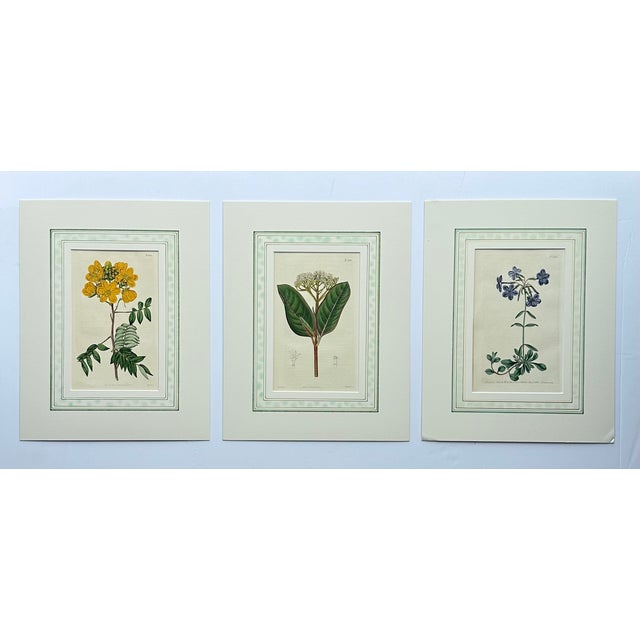 Purple Cassia, Viburnum and Creeping Violet Phlox Botanicals by Curtis (Set of 3) For Sale - Image 8 of 8