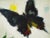 Mid-Century Modern Mid-Century Modernist Butterfly Oil Painting in Distressed Wood Frame, Mid-Century For Sale - Image 3 of 5