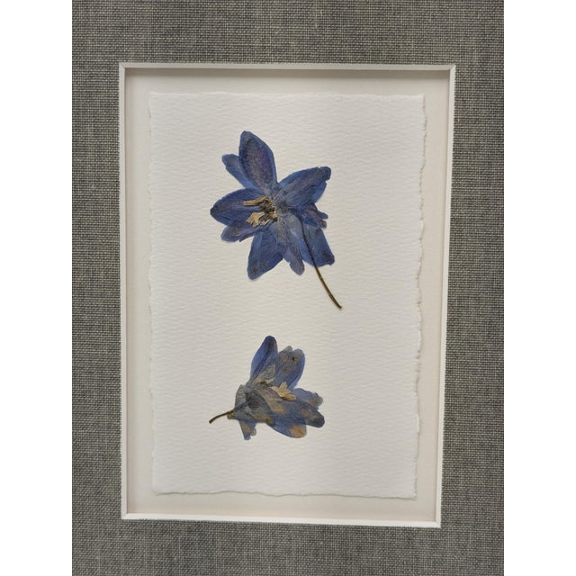 Framed Pair of Pressed Blue Delphinium Flowers For Sale - Image 4 of 9