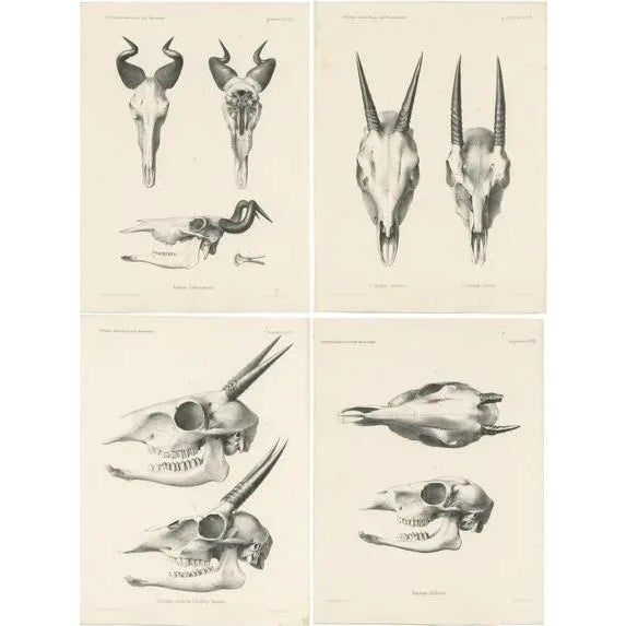Wilhelm C.H. Peters, Illustrations of Antelope Skulls, Prints, Set of 4 For Sale - Image 6 of 6