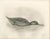 After Lilian Medland, Duck Feeding, 1909, Print For Sale - Image 3 of 9