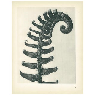 1928 Karl Blossfeldt Original Period Photogravure N38 For Sale