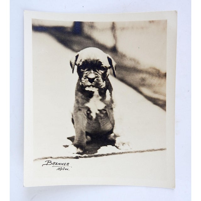 Vintage photograph circa 1920's of a wrinkled little puppy. Photographer Brenner, Milwaukee, unframed, corner bumps.