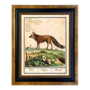 Fox Illustration 5x6" Framed Print Behind Glass