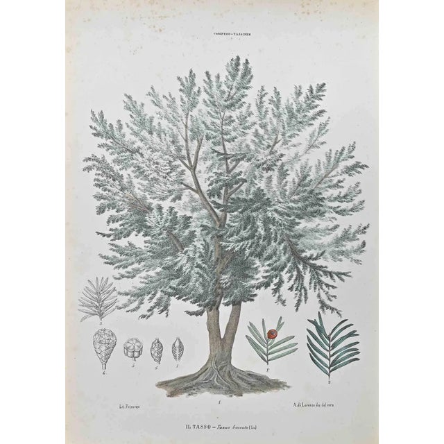 Vincenzo Tenore, Yew Tree, Lithograph, 1870s For Sale