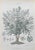 Vincenzo Tenore, Yew Tree, Lithograph, 1870s For Sale