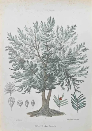 Vincenzo Tenore, Yew Tree, Lithograph, 1870s