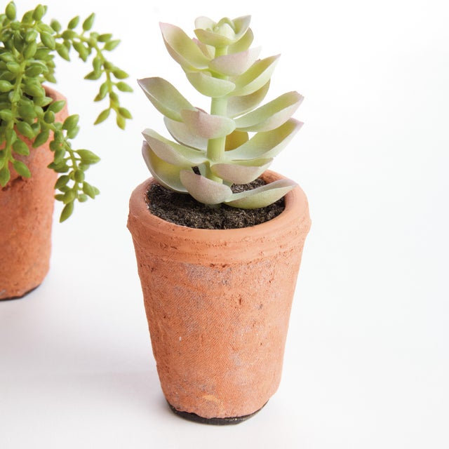 Early 21st Century Potted Succulents 8.5", Set Of 6 For Sale - Image 5 of 9