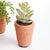 Early 21st Century Potted Succulents 8.5", Set Of 6 For Sale - Image 5 of 9