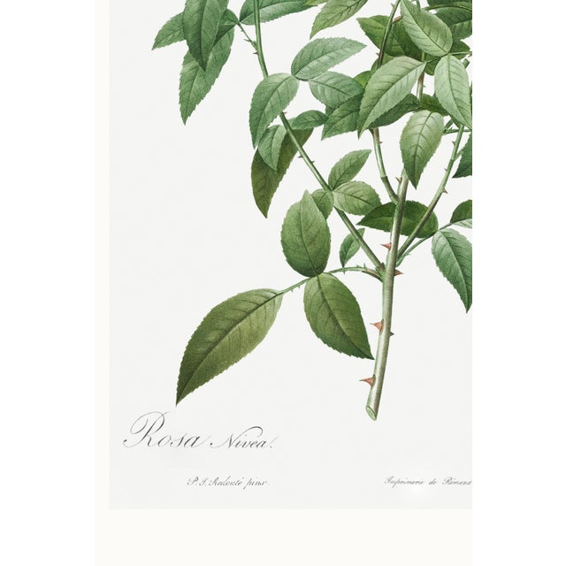 Cherokee Rose, Vintage Botanical Art Print Reproduction by Pierre-Joseph Redouté, 16" X 24" For Sale - Image 10 of 11