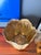 1970s Large Brass Sea Shell Planter For Sale In Los Angeles - Image 6 of 12