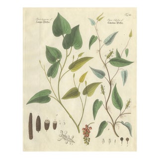 Piper Species, 1800s, Paper For Sale