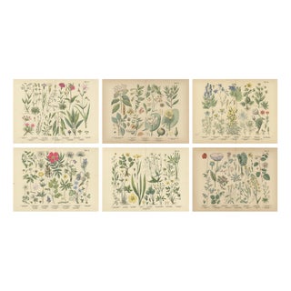 Antique Botanical Charts of German Wildflowers, Stuttgart, 1885, Set of 6 For Sale