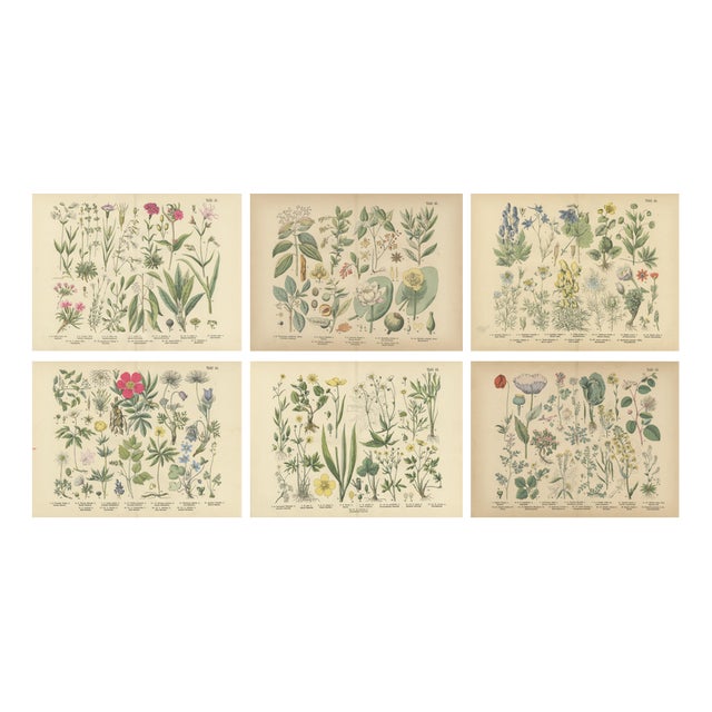 Antique Botanical Charts of German Wildflowers, Stuttgart, 1885, Set of 6 For Sale