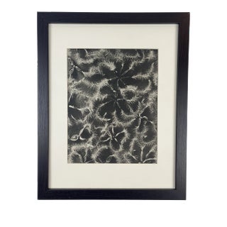 1940s Framed Botanical Blossfeldt Print - No. 18 For Sale
