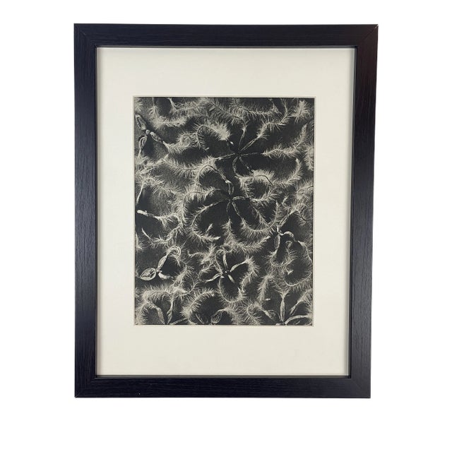 1940s Framed Botanical Blossfeldt Print - No. 18 For Sale