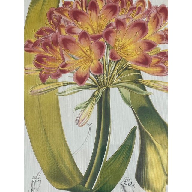 Colourful vintage De Houte botanical Chromolithograph in gold profiled frame.