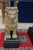 Mid-Century Console with Guardian Lions in Carved and Gilded Wood, 1950s For Sale - Image 4 of 6