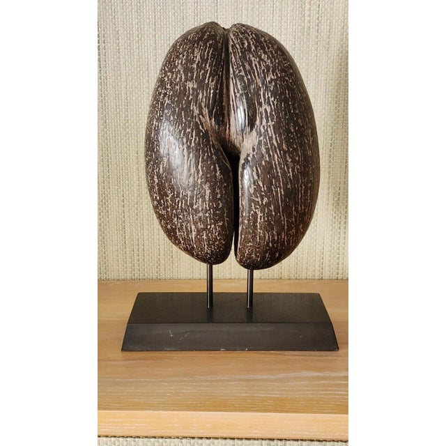 A Coco-De-Mer (Lodoicea Maldivica) and Stand 20th Century Exceptional! For Sale - Image 11 of 13