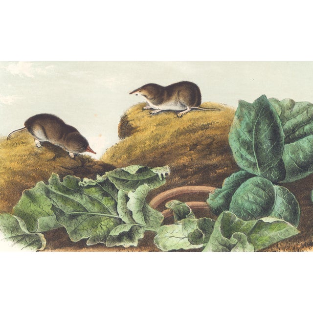 Original first edition Audubon stone lithograph from "The Viviparous Quadrupeds of North America", octavo edition, printed...