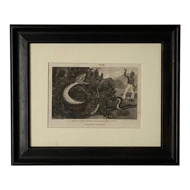 "Rattle Snake Horned Snake Walking Leaf" Engraving, England Circa 1820 For Sale