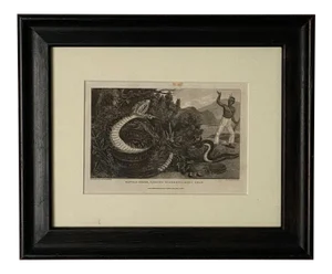 "Rattle Snake Horned Snake Walking Leaf" Engraving, England Circa 1820