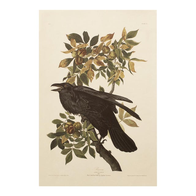 1990s Raven After Audubon, Cottage Style Print For Sale