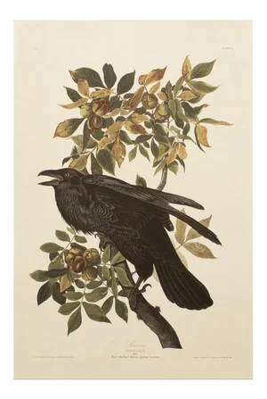 1990s Raven After Audubon, Cottage Style Print