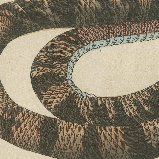 Bertuch, Rattlesnake with Its Rattle, 1805, Print For Sale - Image 4 of 12
